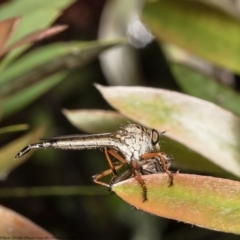 Cerdistus sp. (genus) (Slender Robber Fly) at Macgregor, ACT - 25 Nov 2021 by Roger