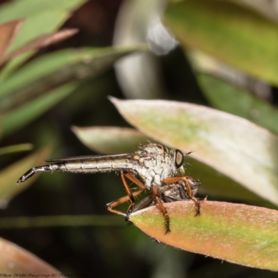 Cerdistus sp. (genus) (Slender Robber Fly) at Macgregor, ACT - 25 Nov 2021 by Roger