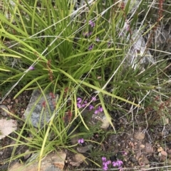 Tetratheca bauerifolia at Cotter River, ACT - 23 Nov 2021