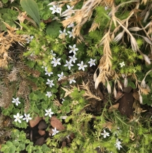 Lobelia pedunculata at Cotter River, ACT - 23 Nov 2021