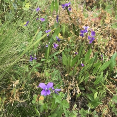 Viola betonicifolia (Mountain Violet) at Cotter River, ACT - 23 Nov 2021 by BrianH