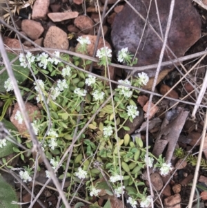 Poranthera microphylla at Cotter River, ACT - 23 Nov 2021