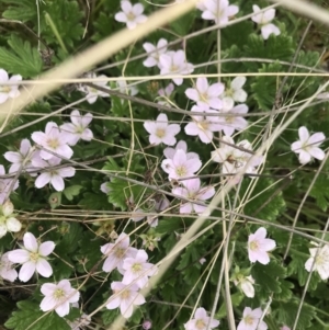 Geranium antrorsum at Cotter River, ACT - 23 Nov 2021