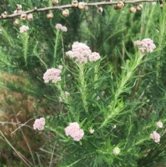 Cassinia longifolia at Cotter River, ACT - 23 Nov 2021