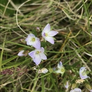 Veronica gracilis at Cotter River, ACT - 23 Nov 2021