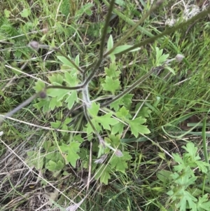 Ranunculus lappaceus at Cotter River, ACT - 23 Nov 2021