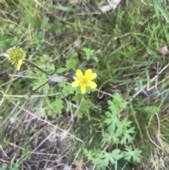 Ranunculus lappaceus at Cotter River, ACT - 23 Nov 2021 05:11 PM