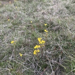 Senecio pinnatifolius var. alpinus at Namadgi National Park - 23 Nov 2021 by BrianH