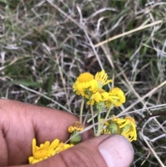 Senecio pinnatifolius var. alpinus at Cotter River, ACT - 23 Nov 2021