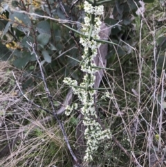 Discaria pubescens (Australian Anchor Plant) at Cotter River, ACT - 23 Nov 2021 by BrianH