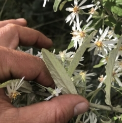 Olearia lirata (Snowy Daisybush) at Cotter River, ACT - 10 Nov 2021 by BrianH