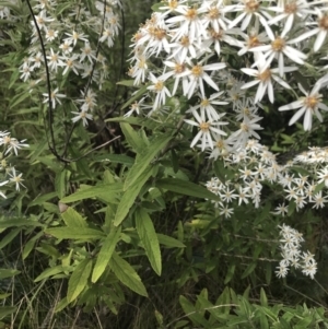 Olearia lirata at Cotter River, ACT - 10 Nov 2021