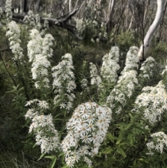 Olearia lirata at Cotter River, ACT - 10 Nov 2021