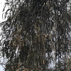 Amyema sp. (Mistletoe) at Cotter River, ACT - 10 Nov 2021 by BrianH