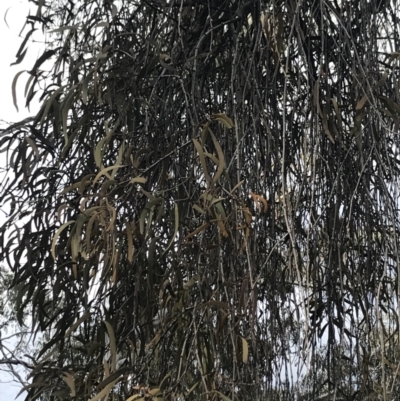 Amyema sp. (Mistletoe) at Cotter River, ACT - 10 Nov 2021 by BrianH