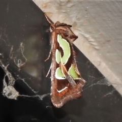 Cosmodes elegans (Green Blotched Moth) at Wanniassa, ACT - 24 Nov 2021 by JohnBundock