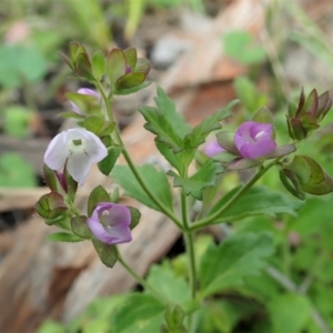 Veronica calycina at Cook, ACT - 22 Oct 2021 04:54 PM