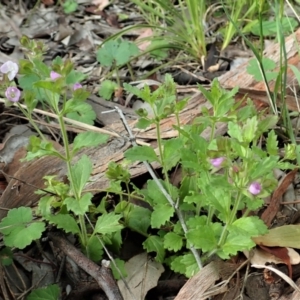 Veronica calycina at Cook, ACT - 22 Oct 2021 04:54 PM