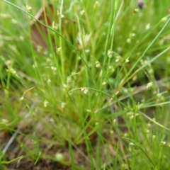 Isolepis (genus) (Club-rush) at Cook, ACT - 22 Oct 2021 by CathB