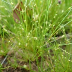 Isolepis sp. (Club-rush) at Cook, ACT - 22 Oct 2021 by CathB