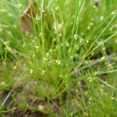 Isolepis (genus) (Club-rush) at Cook, ACT - 22 Oct 2021 by CathB