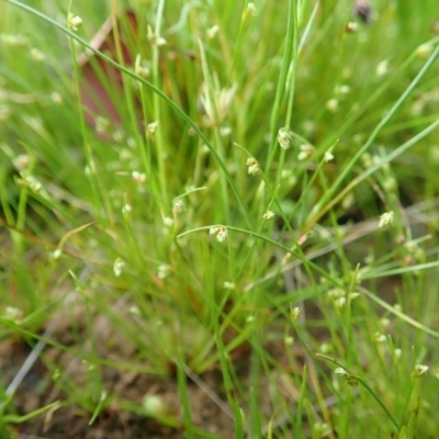 Isolepis sp. (Club-rush) at Mount Painter - 22 Oct 2021 by CathB