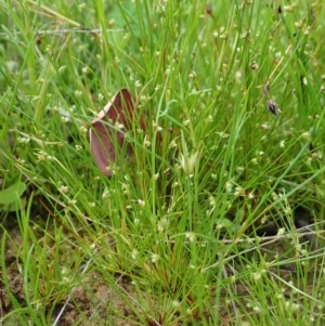 Isolepis sp. at Cook, ACT - 22 Oct 2021