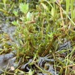 Isolepis levynsiana (Tiny Flat-sedge) at Cook, ACT - 23 Nov 2021 by CathB