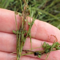 Isolepis levynsiana at Cook, ACT - 23 Nov 2021