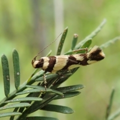 Macrobathra desmotoma ( A Cosmet moth) at Cook, ACT - 22 Nov 2021 by CathB