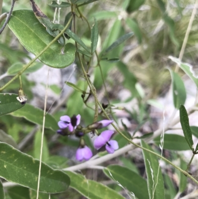 Glycine clandestina (Twining Glycine) at Cotter River, ACT - 23 Nov 2021 by BrianH