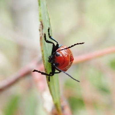 Aporocera (Aporocera) haematodes (A case bearing leaf beetle) at Mount Painter - 22 Nov 2021 by CathB
