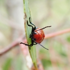Aporocera (Aporocera) haematodes (A case bearing leaf beetle) at Cook, ACT - 22 Nov 2021 by CathB