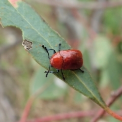 Aporocera (Aporocera) haematodes at Cook, ACT - 23 Nov 2021 10:12 AM