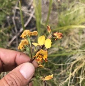 Diuris semilunulata at Tennent, ACT - 23 Nov 2021