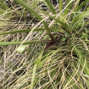 Diuris semilunulata at Tennent, ACT - 23 Nov 2021