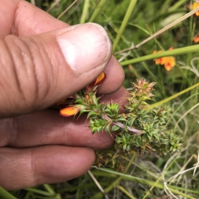 Pultenaea procumbens (Bush Pea) at Namadgi National Park - 23 Nov 2021 by BrianH