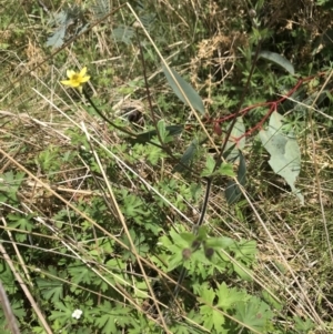 Ranunculus lappaceus at Tennent, ACT - 23 Nov 2021