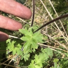 Ranunculus lappaceus at Tennent, ACT - 23 Nov 2021 12:37 PM