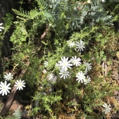 Stellaria pungens (Prickly Starwort) at Namadgi National Park - 23 Nov 2021 by BrianH