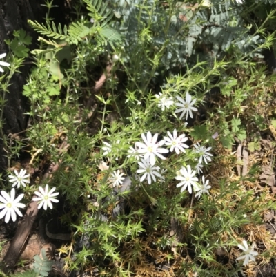 Stellaria pungens (Prickly Starwort) at Namadgi National Park - 23 Nov 2021 by BrianH