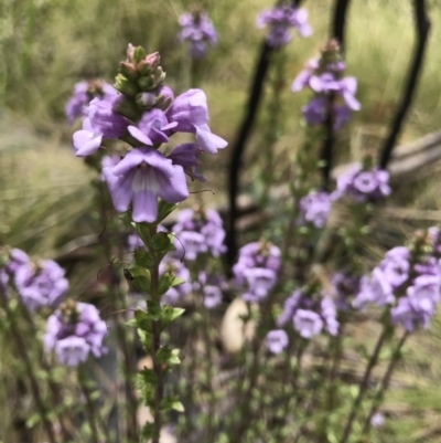 Euphrasia collina (Purple Eye-bright) at Cotter River, ACT - 23 Nov 2021 by BrianH