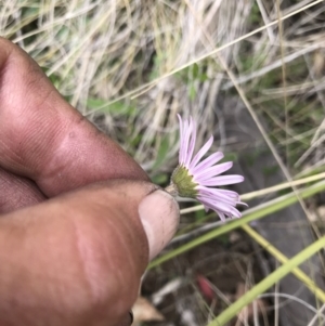 Calotis scabiosifolia var. integrifolia at Cotter River, ACT - 23 Nov 2021