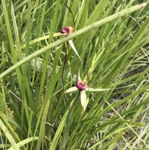 Caladenia montana at Cotter River, ACT - suppressed