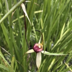 Caladenia montana at Cotter River, ACT - suppressed