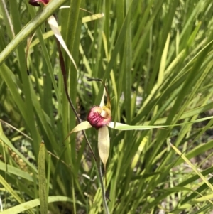 Caladenia montana at Cotter River, ACT - suppressed