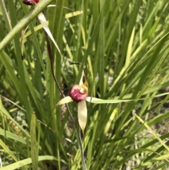 Caladenia montana at Cotter River, ACT - 23 Nov 2021