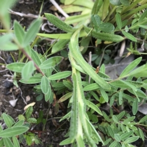 Leptorhynchos elongatus at Cotter River, ACT - 23 Nov 2021 12:48 PM