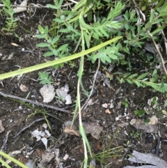 Leptorhynchos elongatus at Cotter River, ACT - 23 Nov 2021 12:48 PM