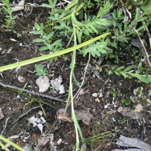 Leptorhynchos elongatus at Cotter River, ACT - 23 Nov 2021 12:48 PM